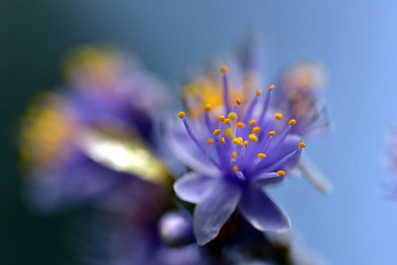 アオバナハイノキ