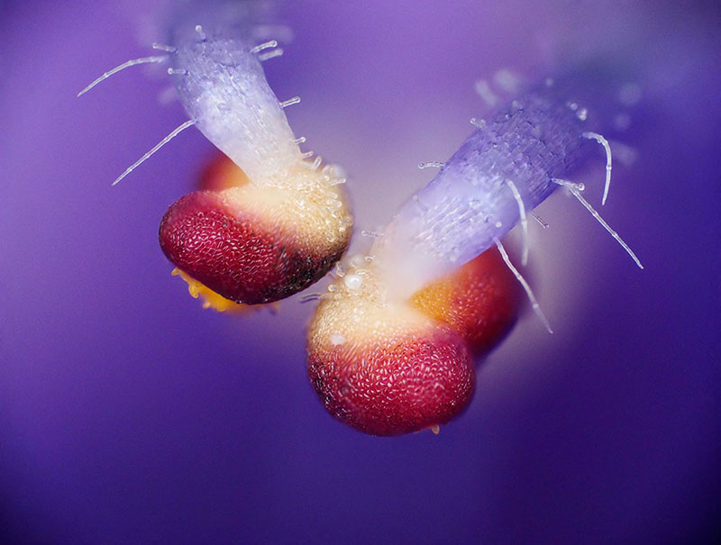 ヒメキランソウ