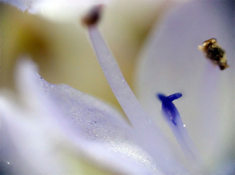 フブキソウ(30コマ合成）