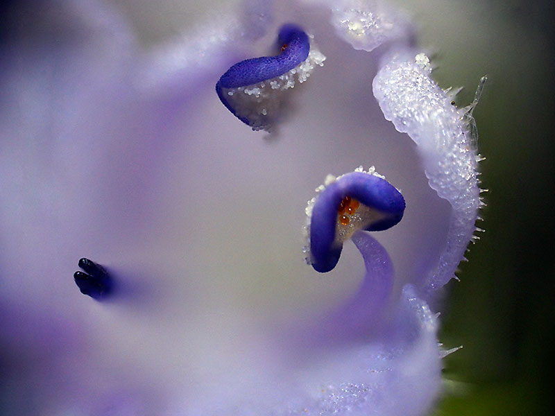 フブキソウ（３０コマ合成）