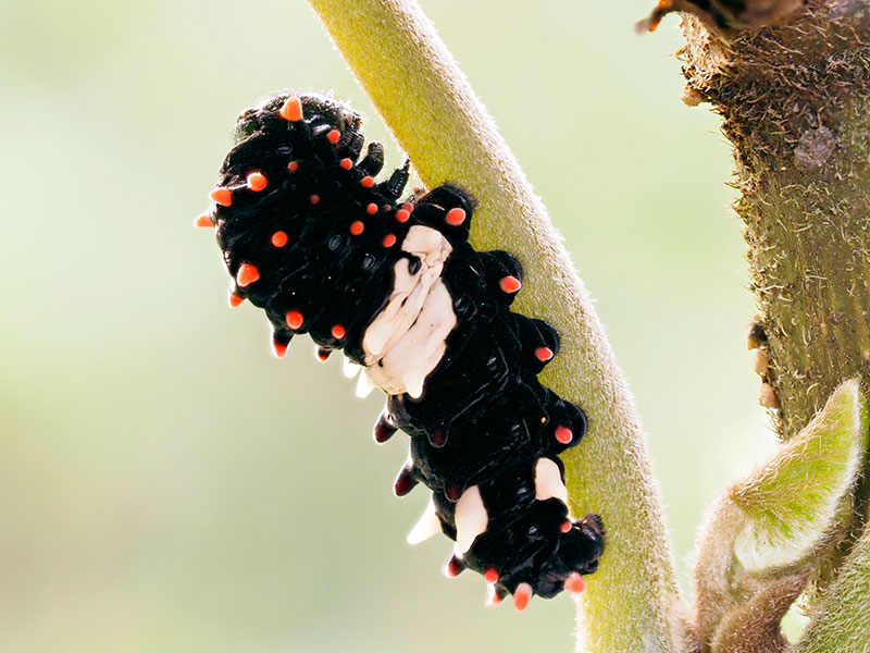 ジャコウアゲハ幼虫