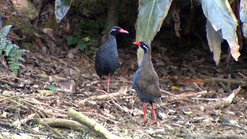 ヤンバルクイナ