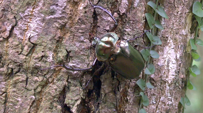 ヤンバルテナガコガネ