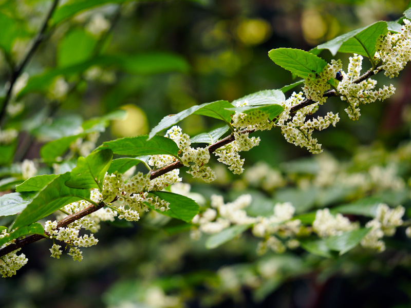 シマイズセンリョウ