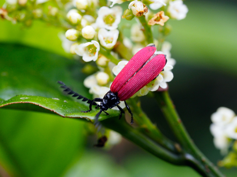 オオシマカクムネベニボタル