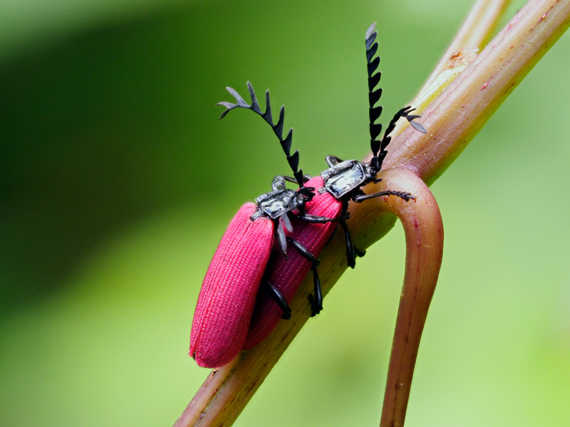 オオシマカクムネベニボタル