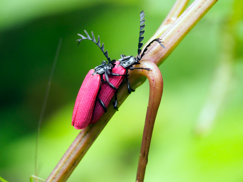 オオシマカクムネベニボタル