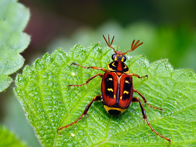 オキナワトラフハナムグリ