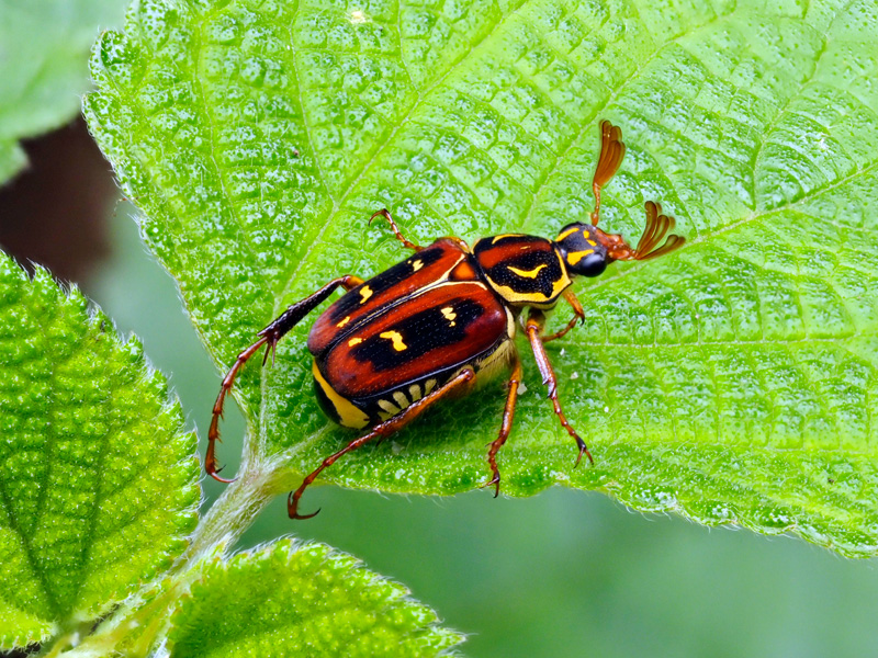 オキナワトラフハナムグリ
