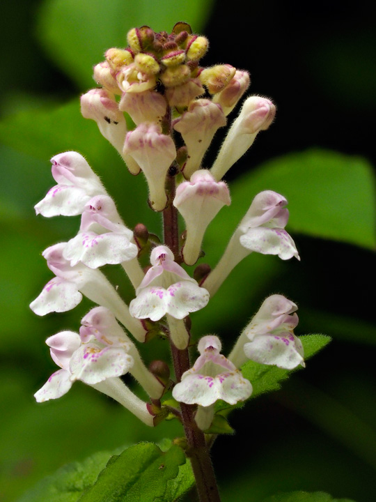 アカボシタツナミソウ