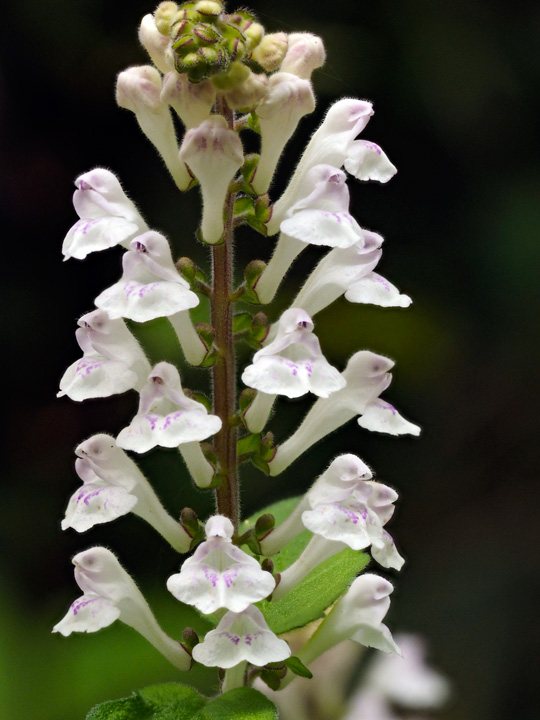 アカボシタツナミソウ