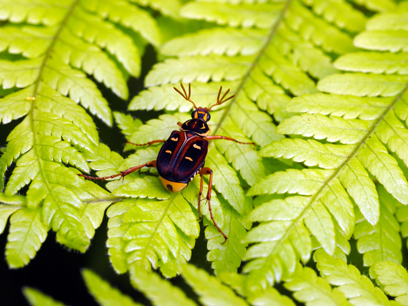 オキナワトラフハナムグリ褐色型雄
