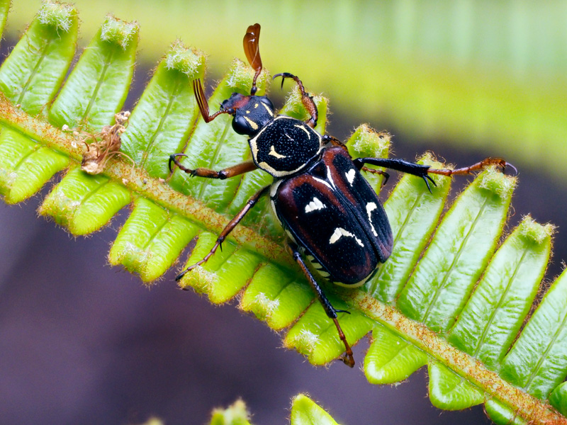 オキナワトラフハナムグリ褐色型雄