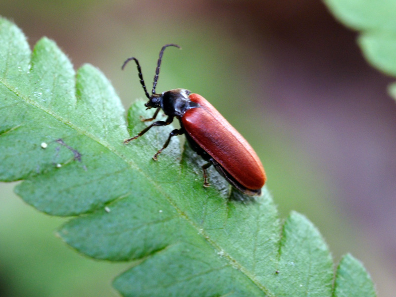 オキナワアカミナミボタル