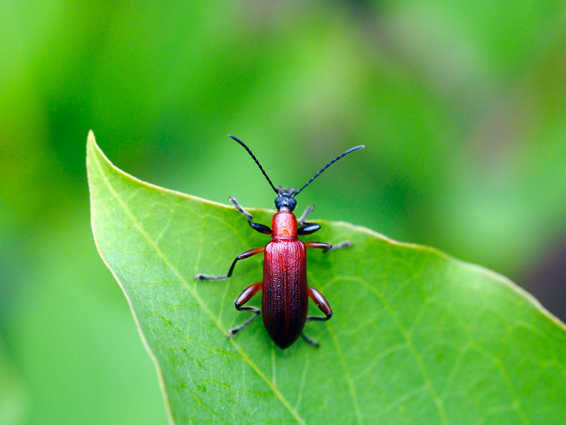 シワハムシダマシ