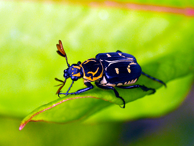 オキナワトラフハナムグリ黒色型雄