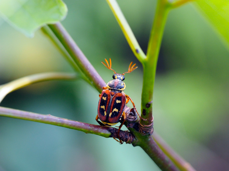 オキナワトラフハナムグリ褐色型雄