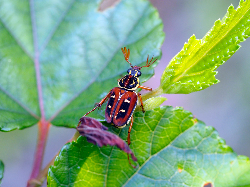 オキナワトラフハナムグリ褐色型雄