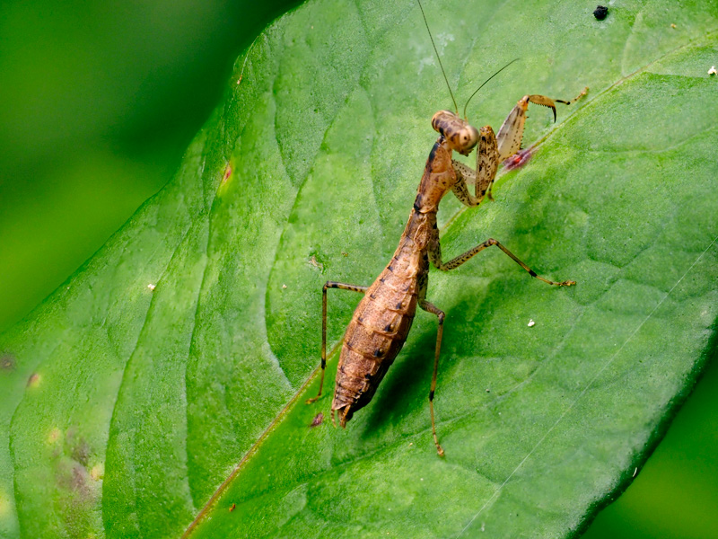 ヒナカマキリ雌