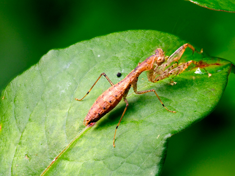 ヒナカマキリ雌