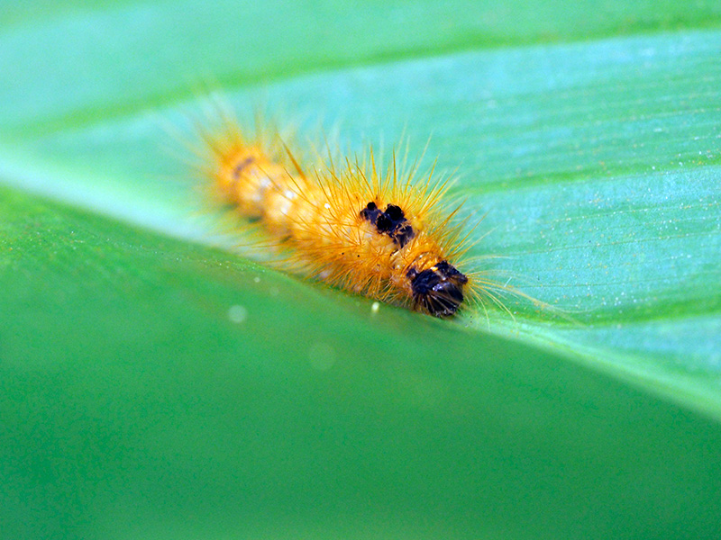 ドクガの一種の幼虫