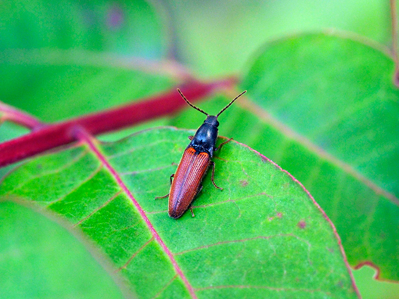 クニヨシホソクシコメツキ