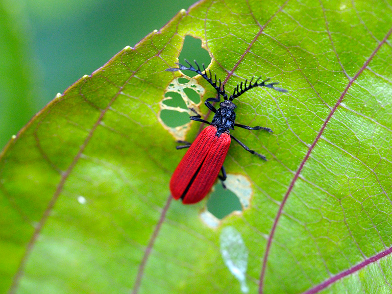 ベニボタルの一種