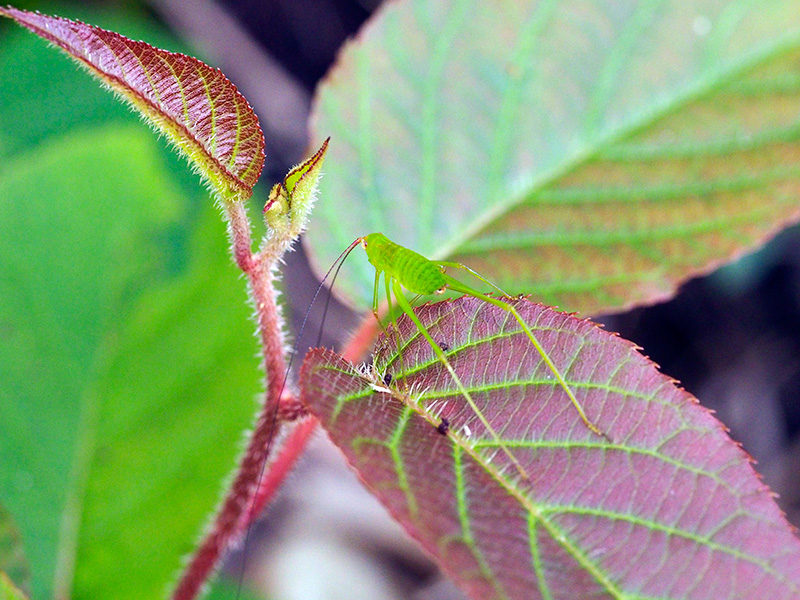 オキナワヘリグロツユムシ幼虫
