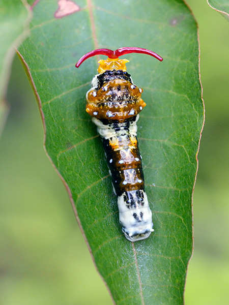 モンキアゲハ幼虫
