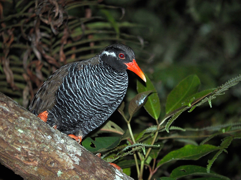 ヤンバルクイナ