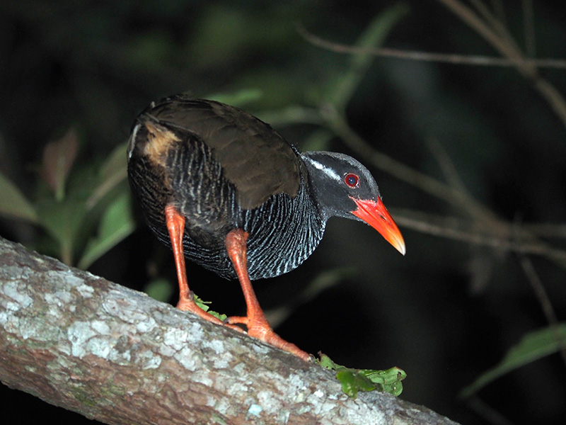 ヤンバルクイナ