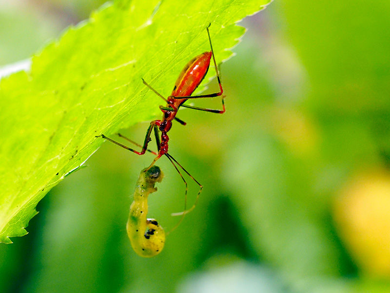 キベリヒゲナガサシガメ幼虫