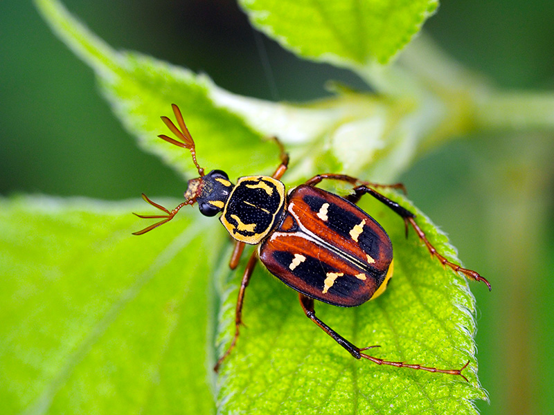 オキナワトラフハナムグリ褐色型雄