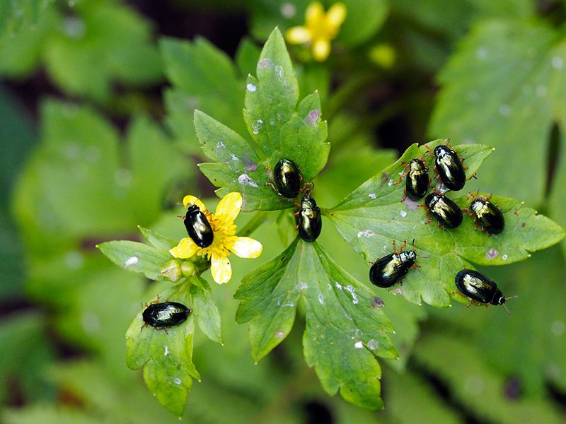タイワンハムシ