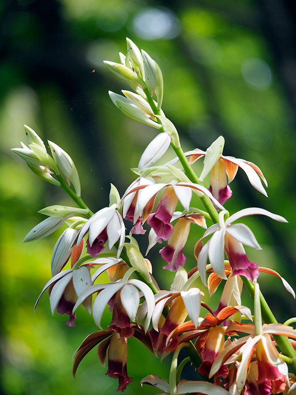 カクチョウラン