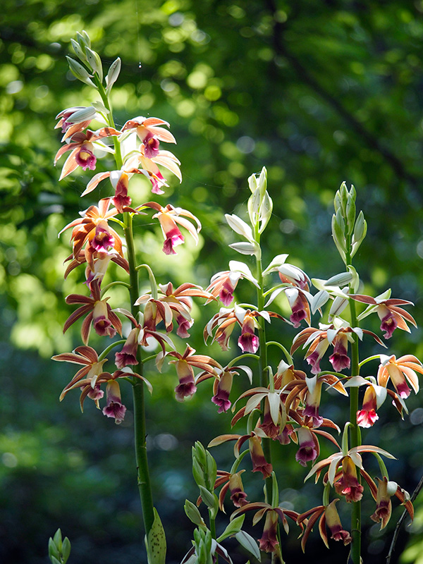 カクチョウラン