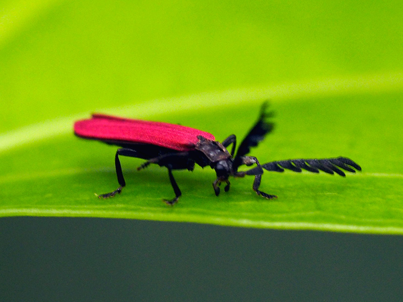 ベニボタルの一種