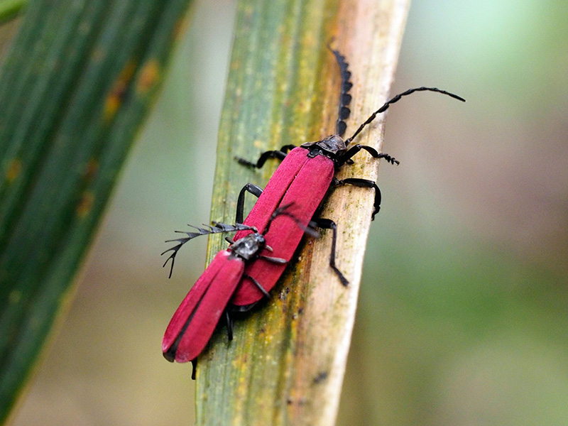 ベニボタルの一種