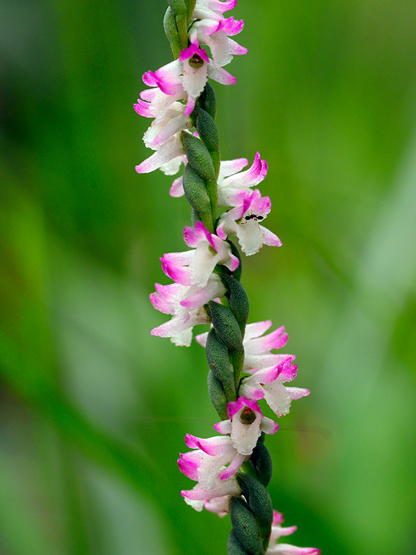 ナンゴクネジバナ