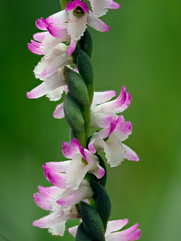 ナンゴクネジバナ
