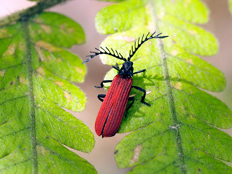 ベニボタルの一種