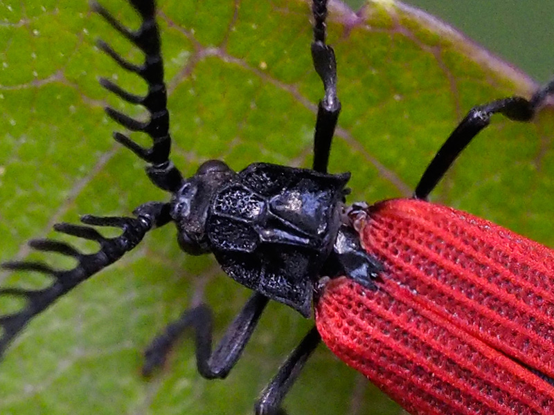 ベニボタルの一種