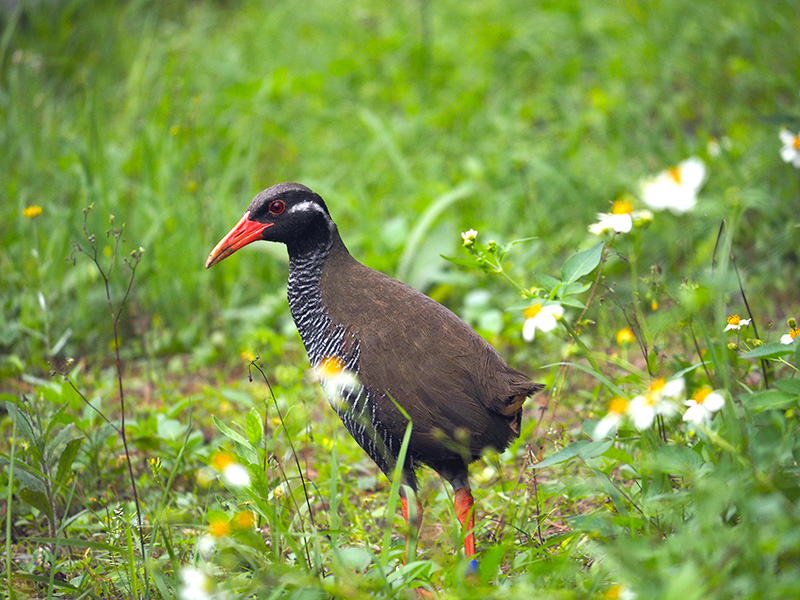 ヤンバルクイナ