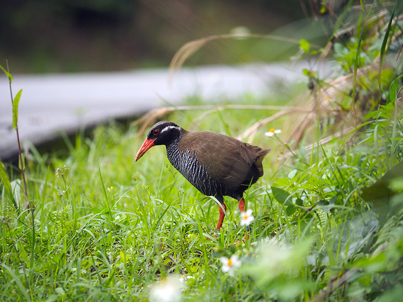 ヤンバルクイナ
