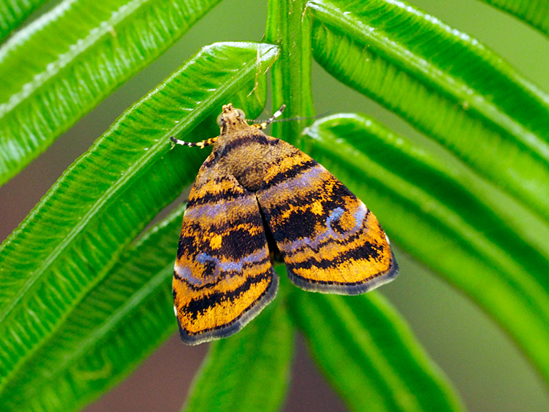 アコウハマキモドキ