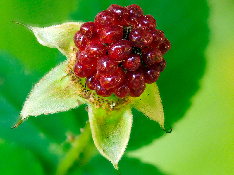リュウキュウバライチゴ