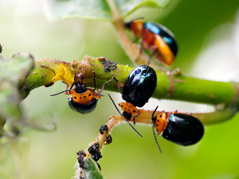 オキナワイチモンジハムシ