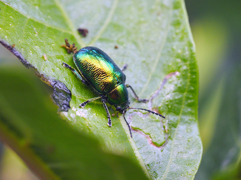 オオミドリサルハムシ