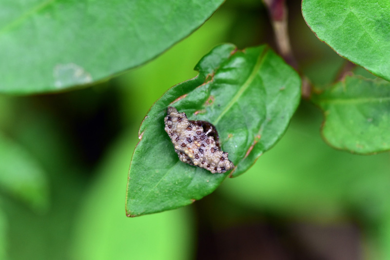 ワクドツキジグモ