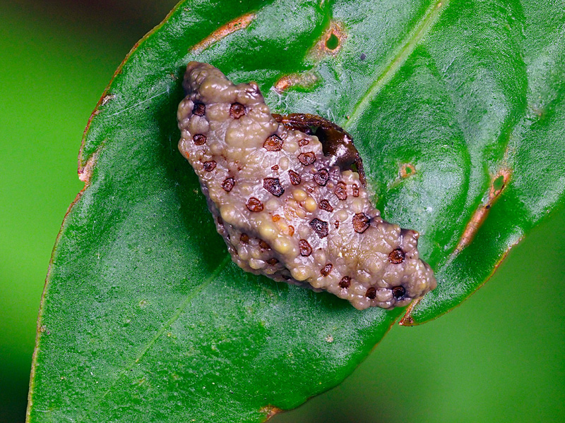 ワクドツキジグモ